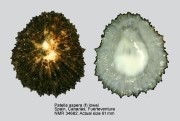 Patella aspera